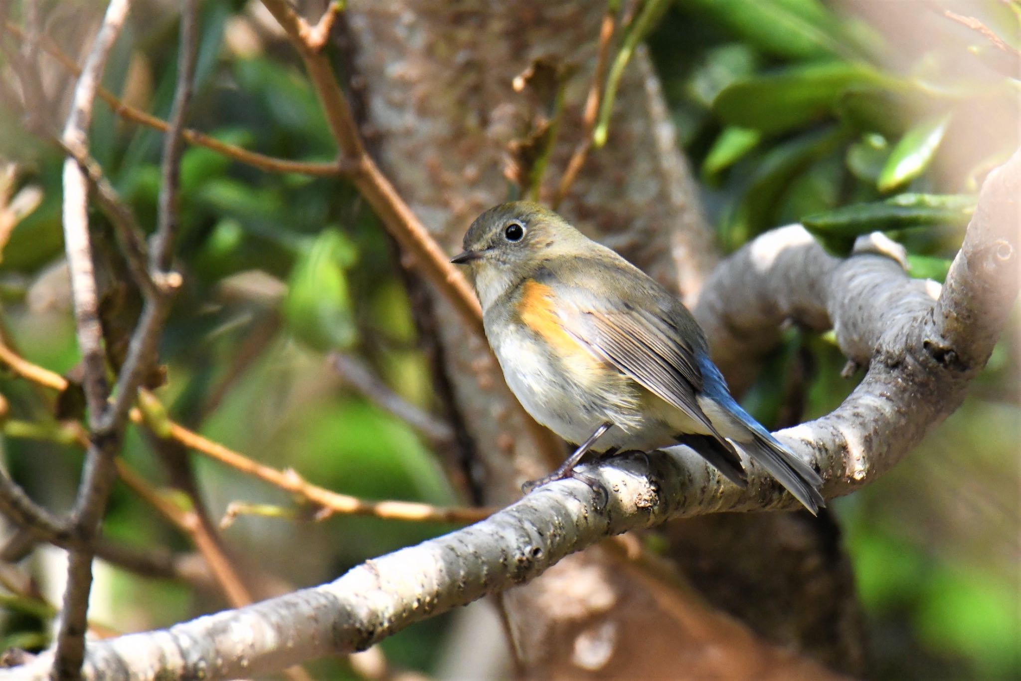 Red-flanked Bluetail