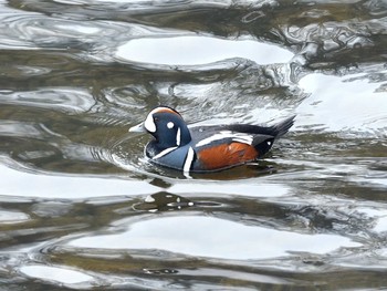 Harlequin Duck Unknown Spots Fri, 1/15/2021