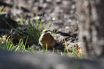 アリスイ 葛西臨海公園 2020年12月27日(日)