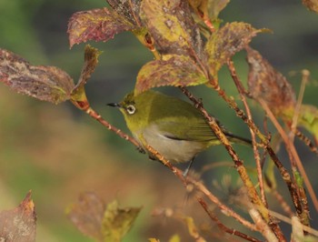 2020年12月31日(木) 北九州の野鳥観察記録