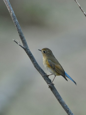 Red-flanked Bluetail Unknown Spots Fri, 1/15/2021