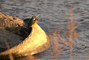 2021年1月3日(日) 北九州の野鳥観察記録