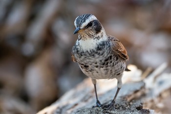 Dusky Thrush 沖縄県 Sun, 12/29/2019