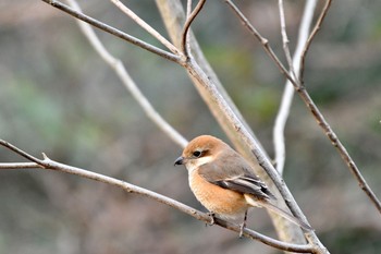 Bull-headed Shrike 千種区 Sat, 1/16/2021