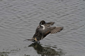 2021年1月11日(月) 五主海岸の野鳥観察記録