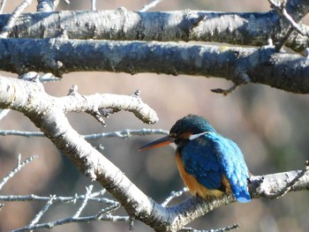 カワセミ 薬師池公園 2021年1月14日(木)