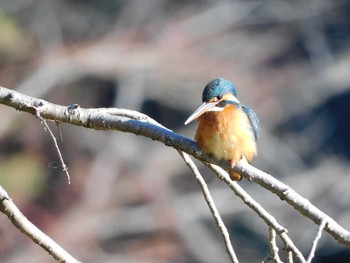 カワセミ 薬師池公園 2021年1月14日(木)