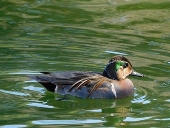 トモエガモ 薬師池公園 2021年1月14日(木)