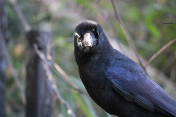 2021年1月16日(土) 石神井公園の野鳥観察記録