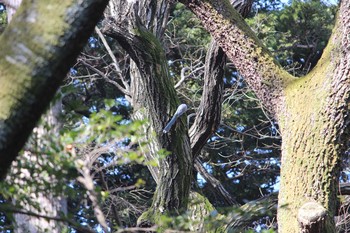 オナガ 石神井公園 2021年1月16日(土)