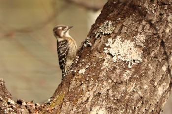 コゲラ 南アルプス邑野鳥公園 2020年12月12日(土)