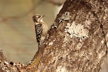 コゲラ 南アルプス邑野鳥公園 2020年12月12日(土)