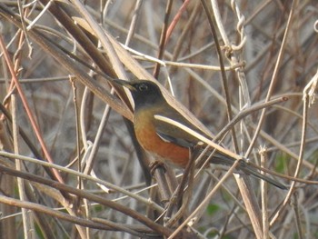 2021年1月16日(土) 芝川の野鳥観察記録