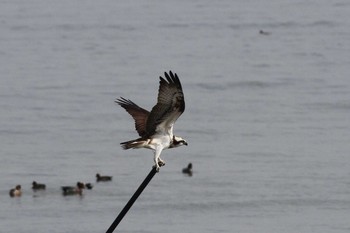 2021年1月16日(土) 五主海岸の野鳥観察記録