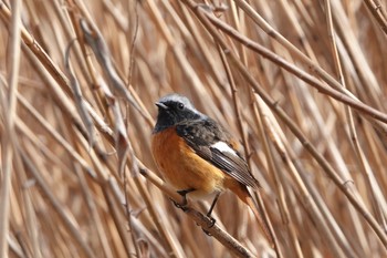 Daurian Redstart 東京都 Sat, 1/16/2021