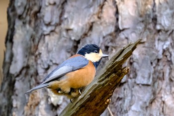 Varied Tit 東京都 Sat, 1/16/2021