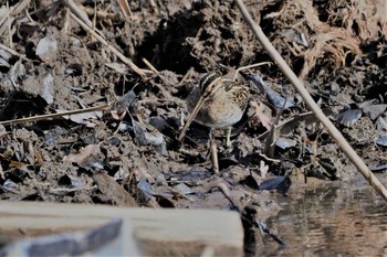 タシギ 広沢の池 2021年1月15日(金)