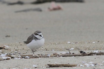 2015年11月22日(日) 五主海岸の野鳥観察記録