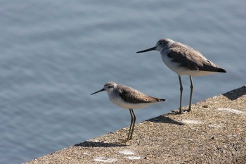 2015年10月3日(土) 五主海岸の野鳥観察記録