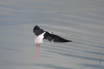 2015年9月26日(土) 五主海岸の野鳥観察記録