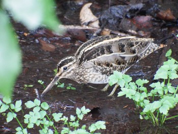 2021年1月16日(土) 21世紀の森と広場(千葉県松戸市)の野鳥観察記録