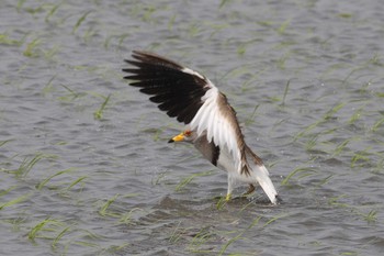 2014年5月3日(土) 五主海岸の野鳥観察記録