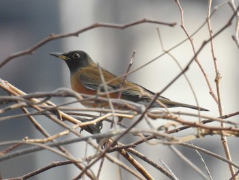 アカハラ 芝川 2021年1月16日(土)