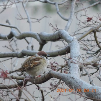 Eurasian Tree Sparrow Hibiya Park Sat, 1/16/2021
