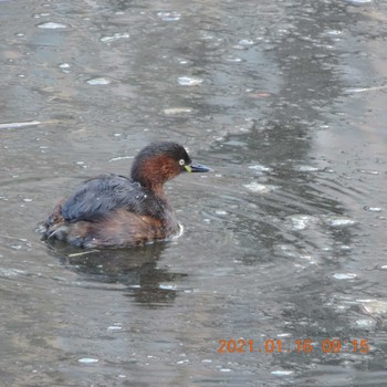 Little Grebe Hibiya Park Sat, 1/16/2021