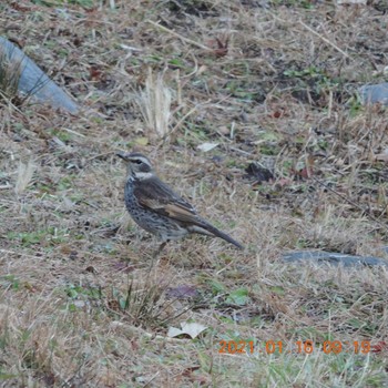 Dusky Thrush Hibiya Park Sat, 1/16/2021