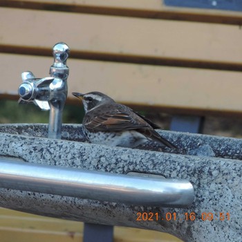 Dusky Thrush Hibiya Park Sat, 1/16/2021