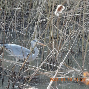 Grey Heron 白銀台 Sat, 1/16/2021