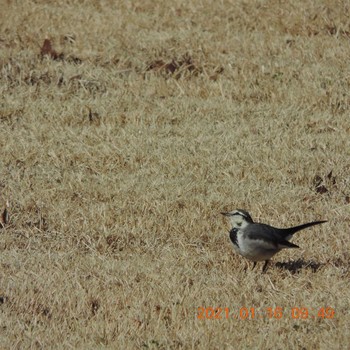 White Wagtail Hibiya Park Sat, 1/16/2021