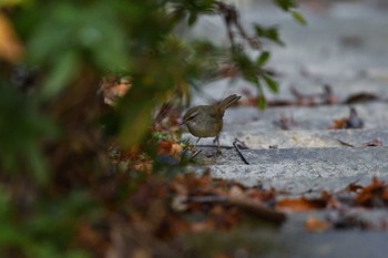 Sat, 1/16/2021 Birding report at 世界の梅公園