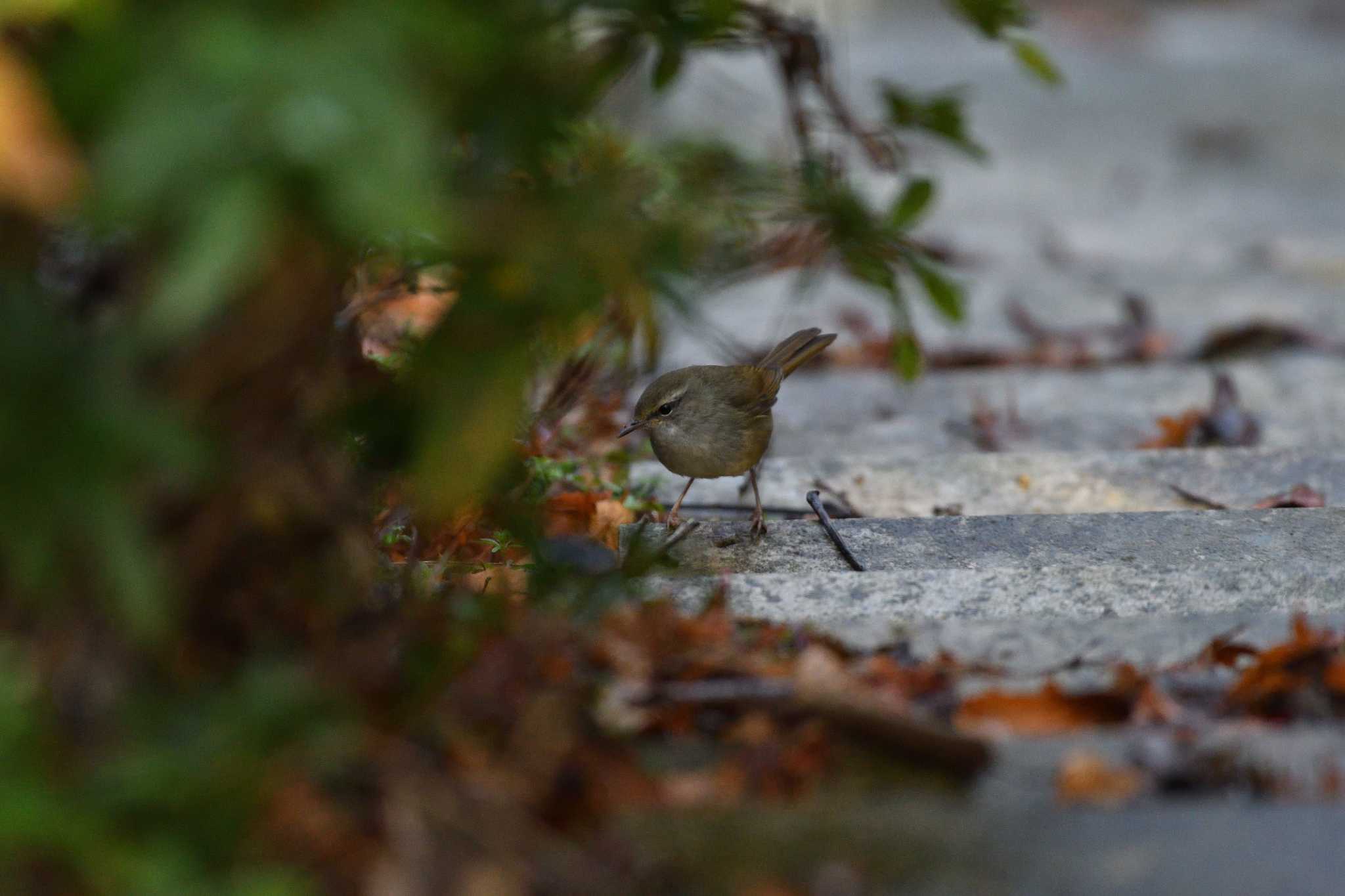 Japanese Bush Warbler