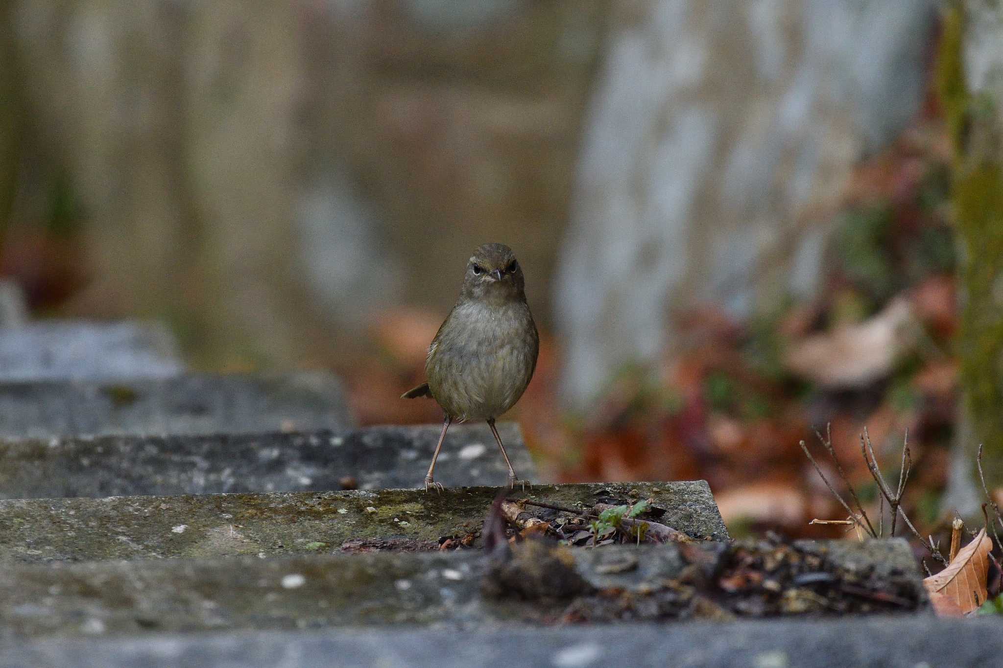 Japanese Bush Warbler