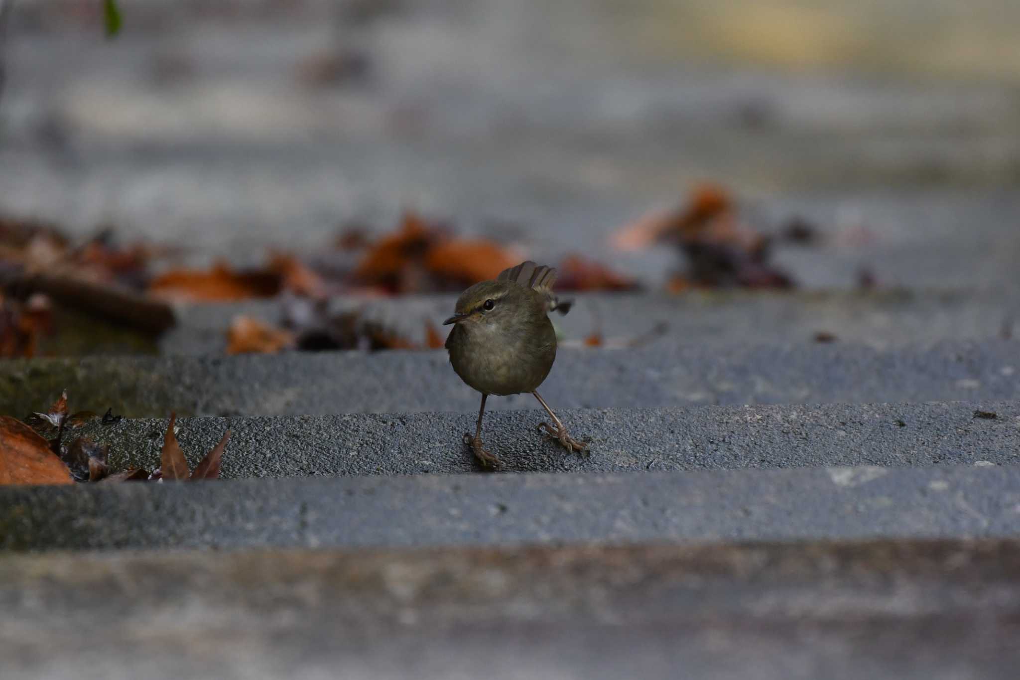 Japanese Bush Warbler