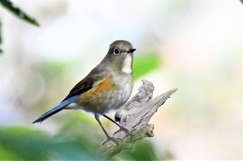 2021年1月16日(土) 伊豆諸島北部の野鳥観察記録