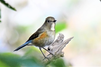 Sat, 1/16/2021 Birding report at 伊豆諸島北部