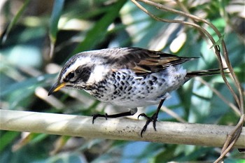 Dusky Thrush 伊豆諸島北部 Sat, 1/16/2021