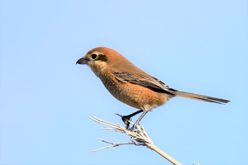 Bull-headed Shrike 伊豆諸島北部 Sat, 1/16/2021