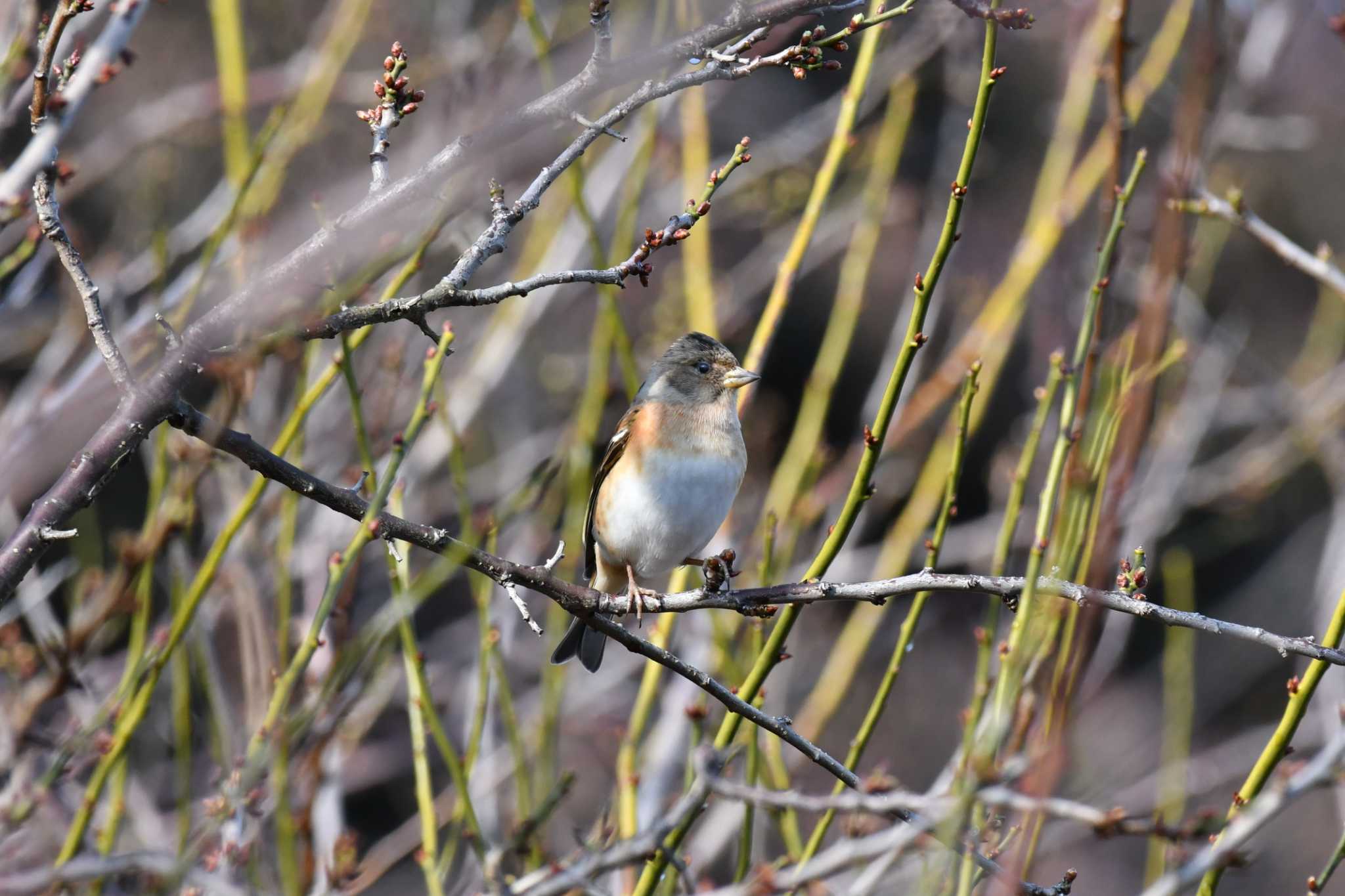 Brambling