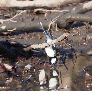 2021年1月16日(土) 秋ヶ瀬公園付近の野鳥観察記録