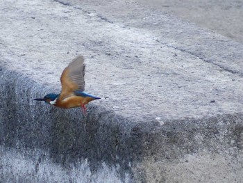 カワセミ 多摩川(浅川合流付近) 2021年1月16日(土)