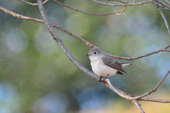 ニシオジロビタキ 馬見丘陵公園 2021年1月13日(水)