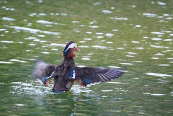 Mandarin Duck Machida Yakushiike Park Sat, 1/16/2021