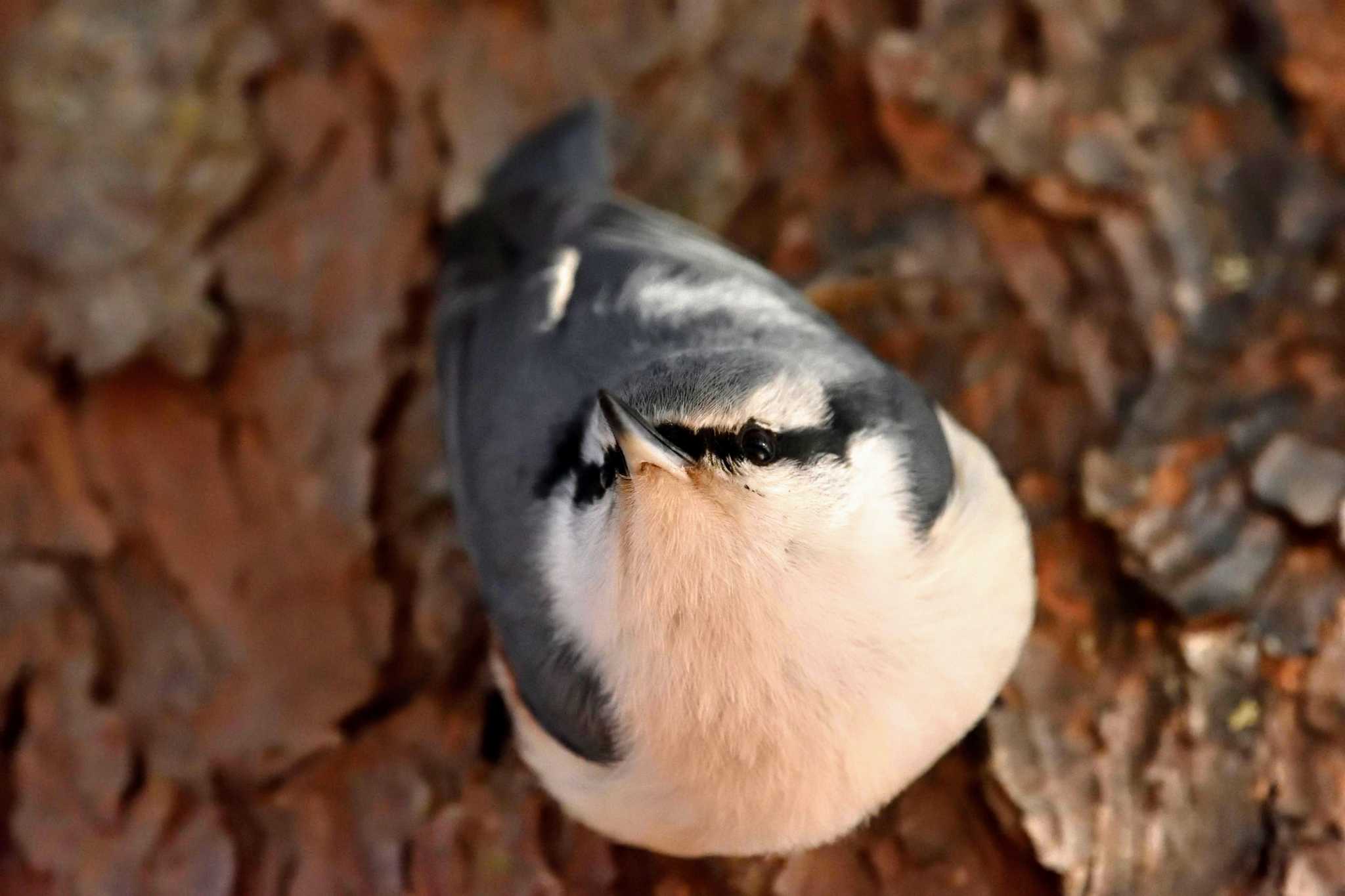 北大研究林(北海道大学苫小牧研究林) ゴジュウカラの写真 by Masa