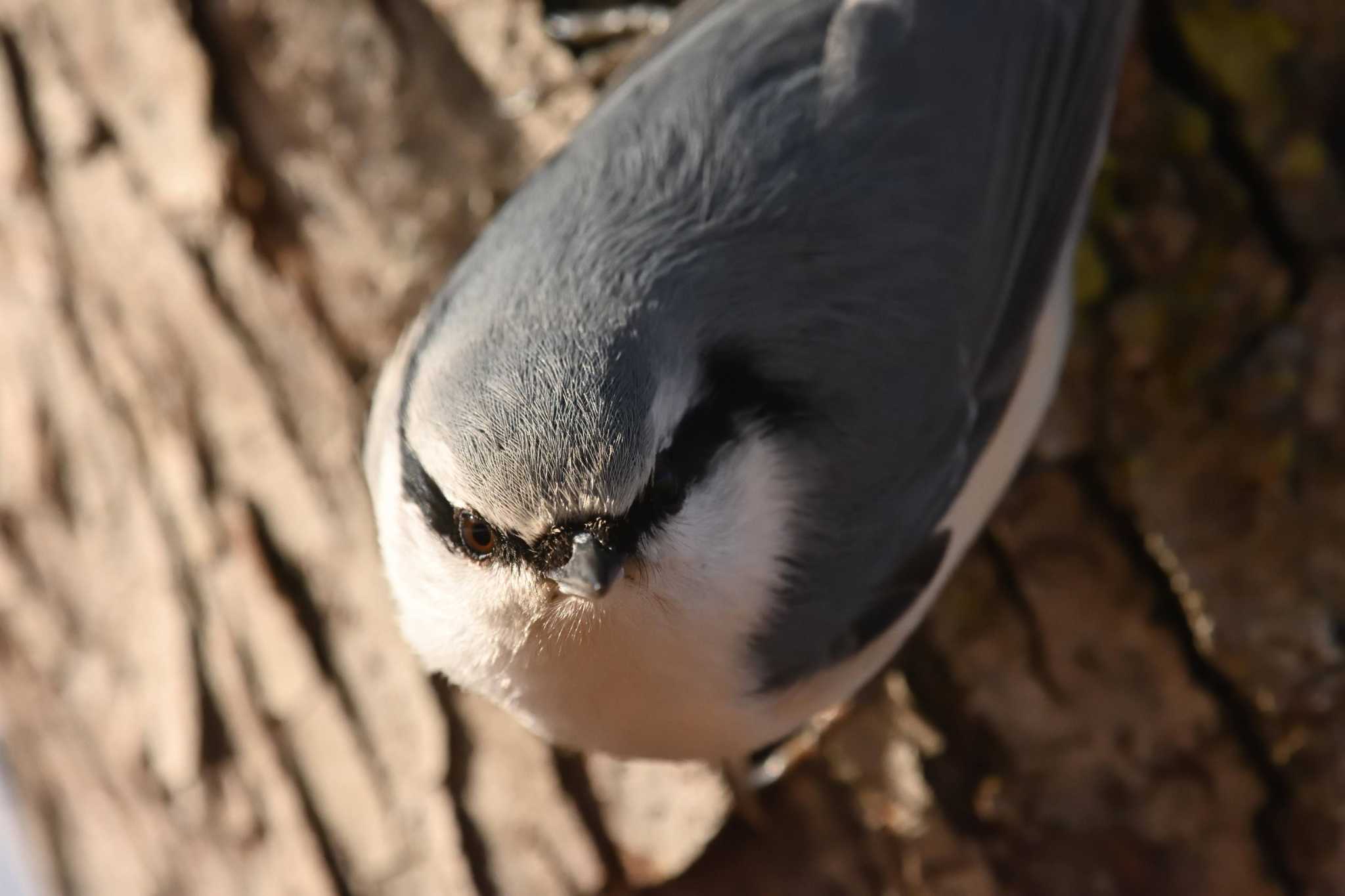 ゴジュウカラ