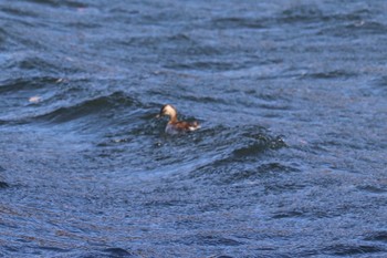 カイツブリ 一碧湖 2021年1月16日(土)