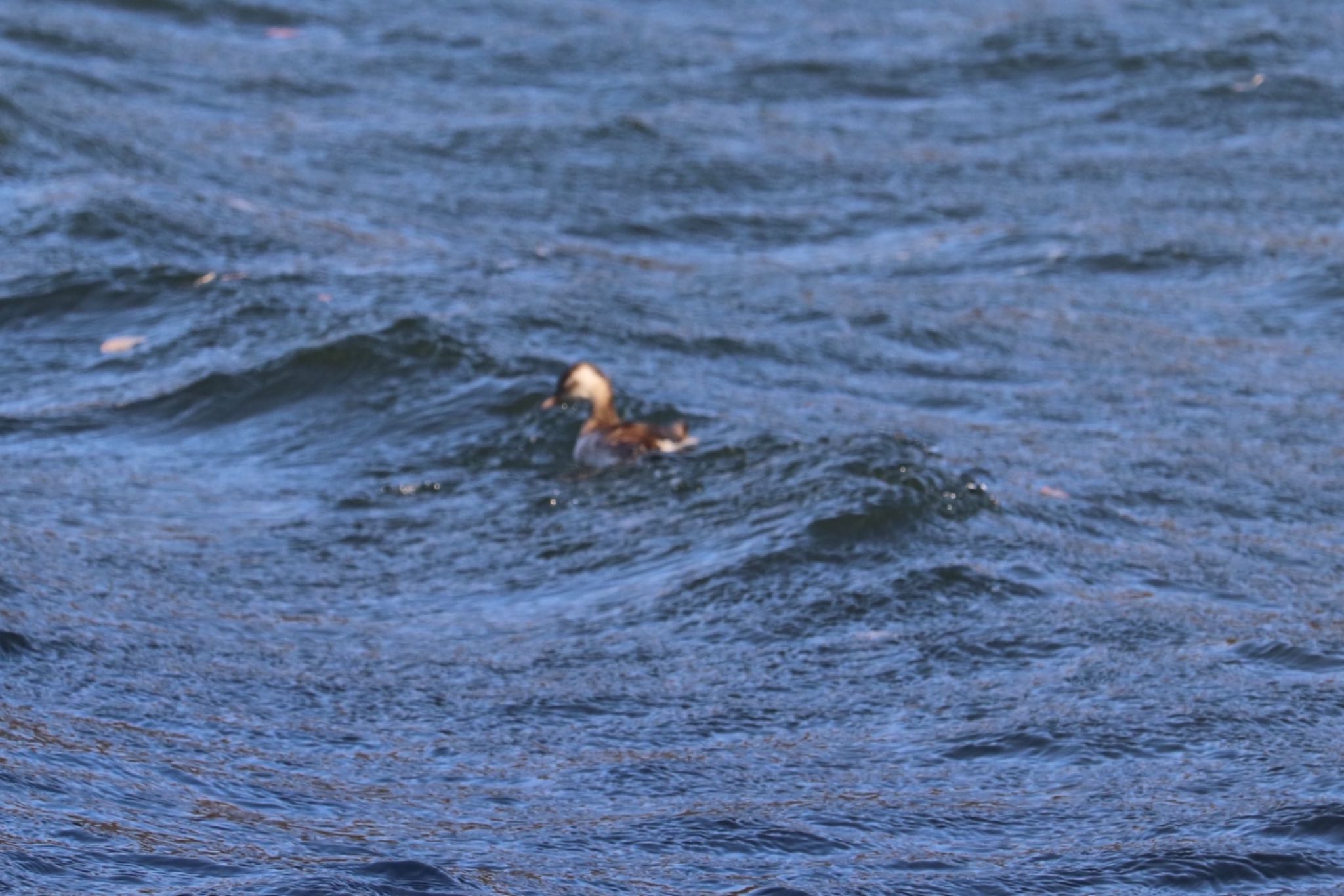 Little Grebe